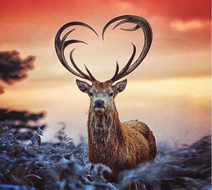 deer with love heart