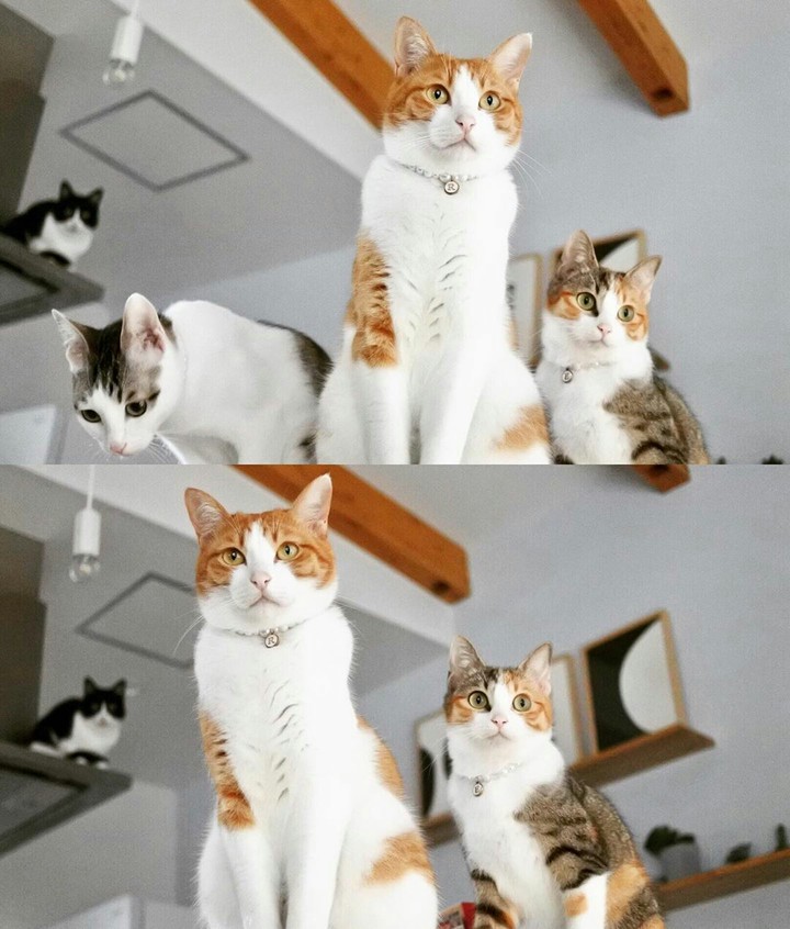 cats