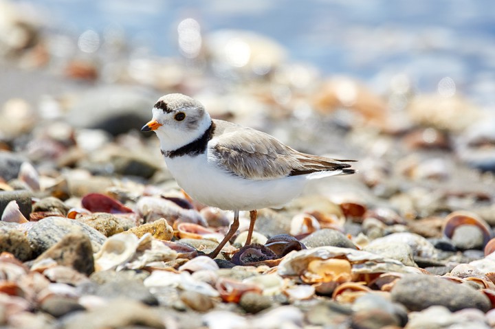 Sea Shell on Sea Shore(●⌒∇⌒●)