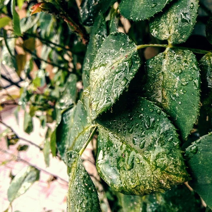 Rain
