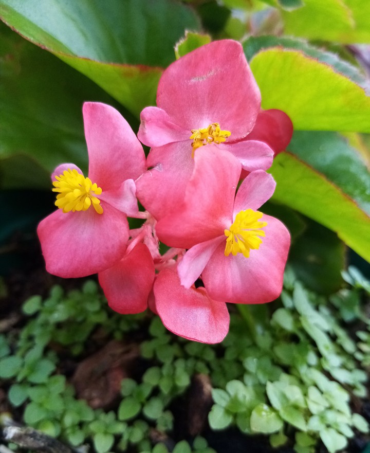 beautiful flowers