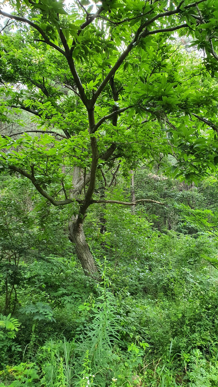 숲(forest)