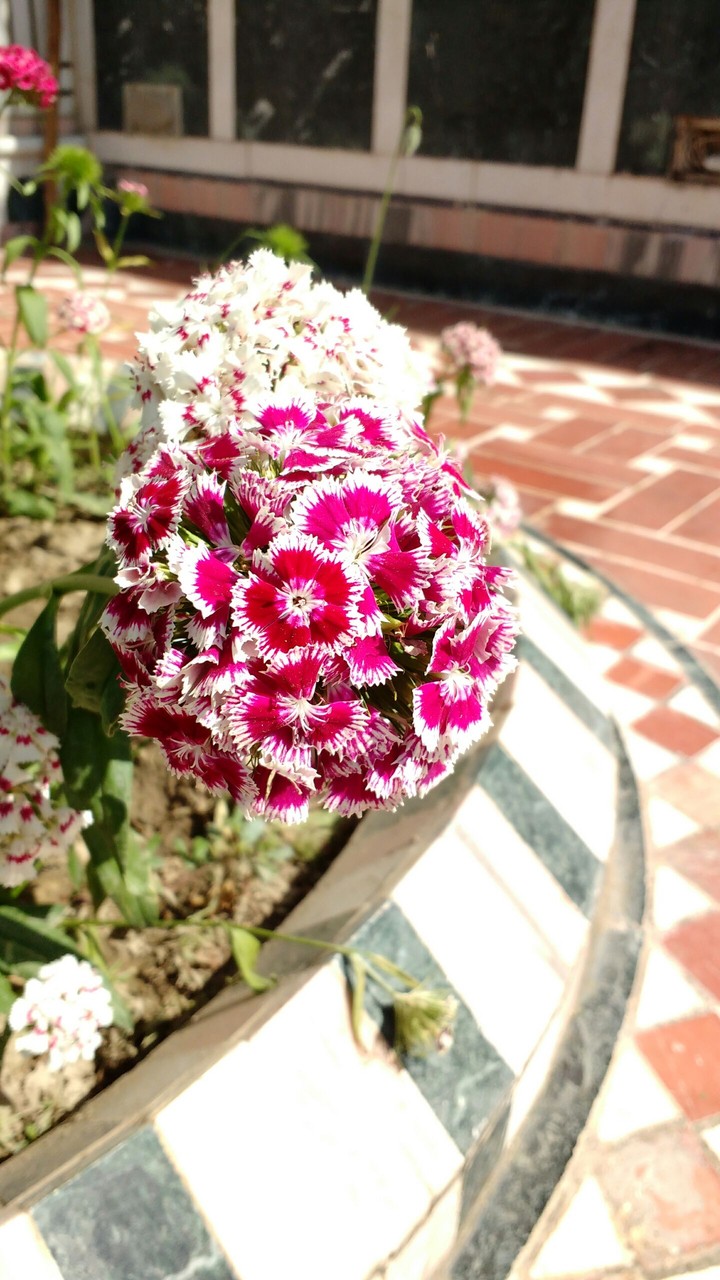 world best flower