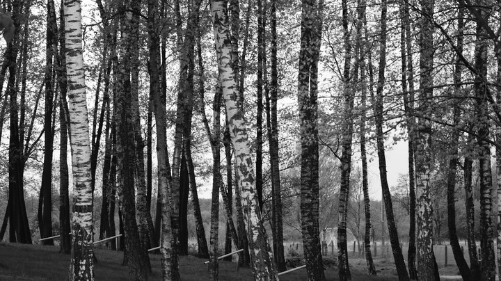 Trees