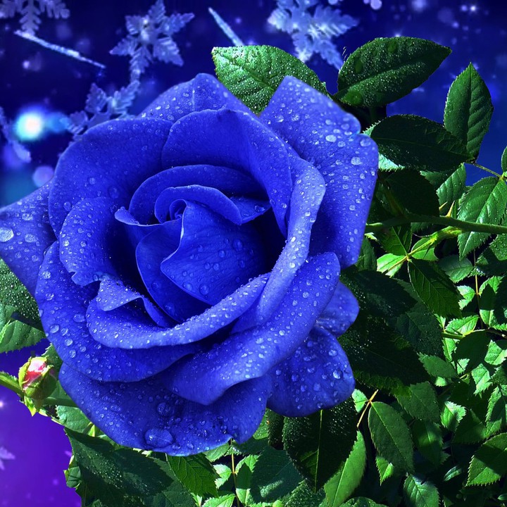 blue beauty ?