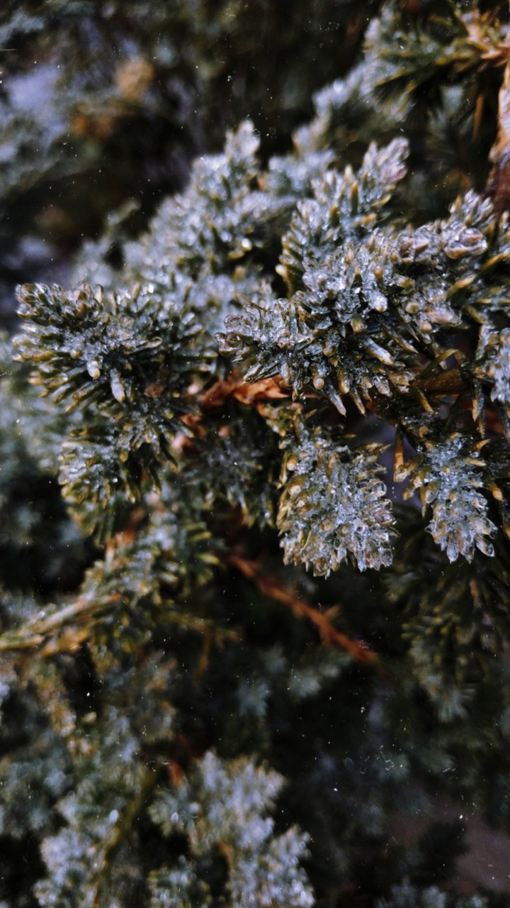 ice