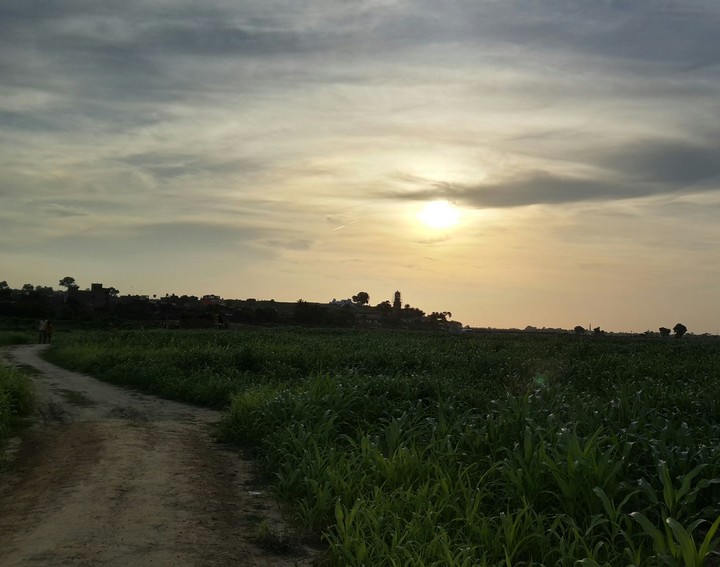 Dusky