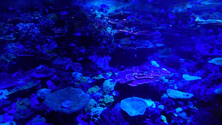 aquarium