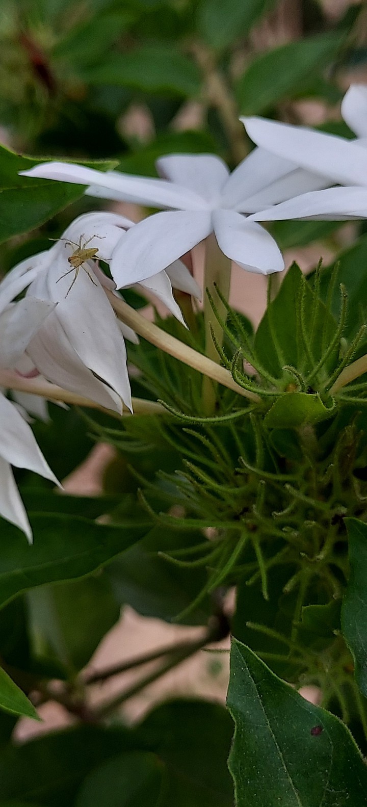 愛花的小可愛