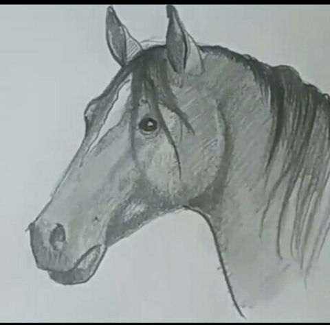 обои horse, illust