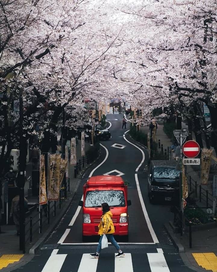 Sakura