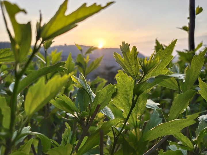 sunset