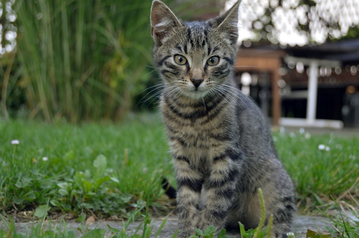 cat