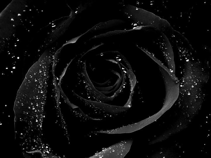 BLACK BEAUTY