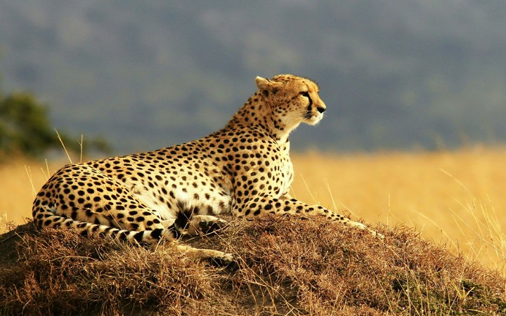 Cheetah