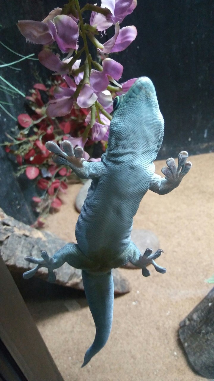 Gecko, Cape May Zoo