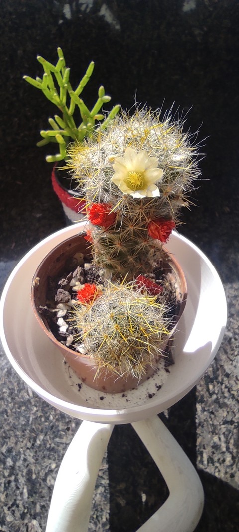 Bouquet, flowerpot वॉलपेपर