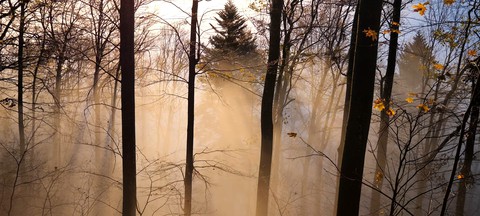 nature
