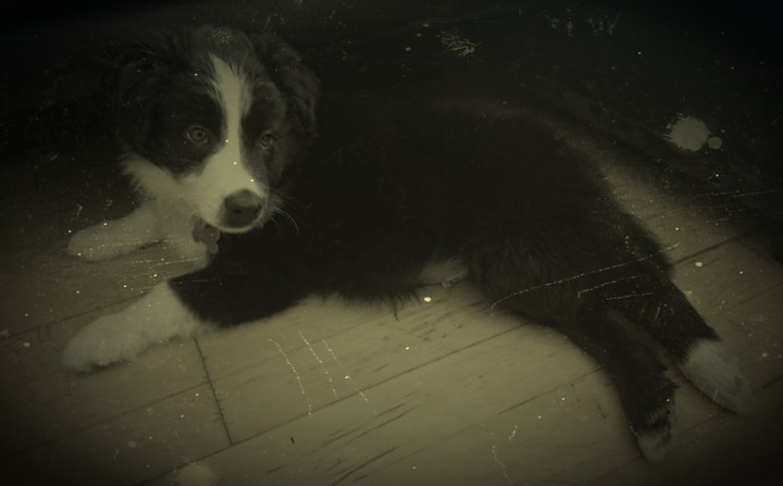 Vintage Dog