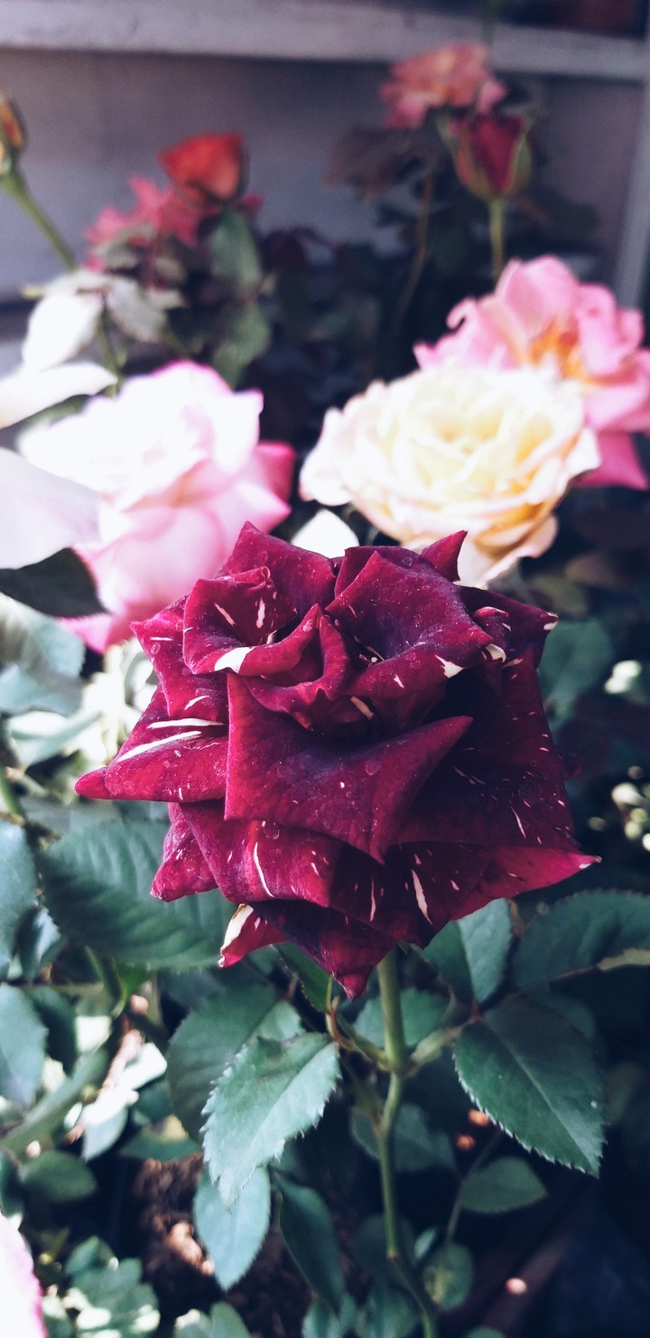 Rose