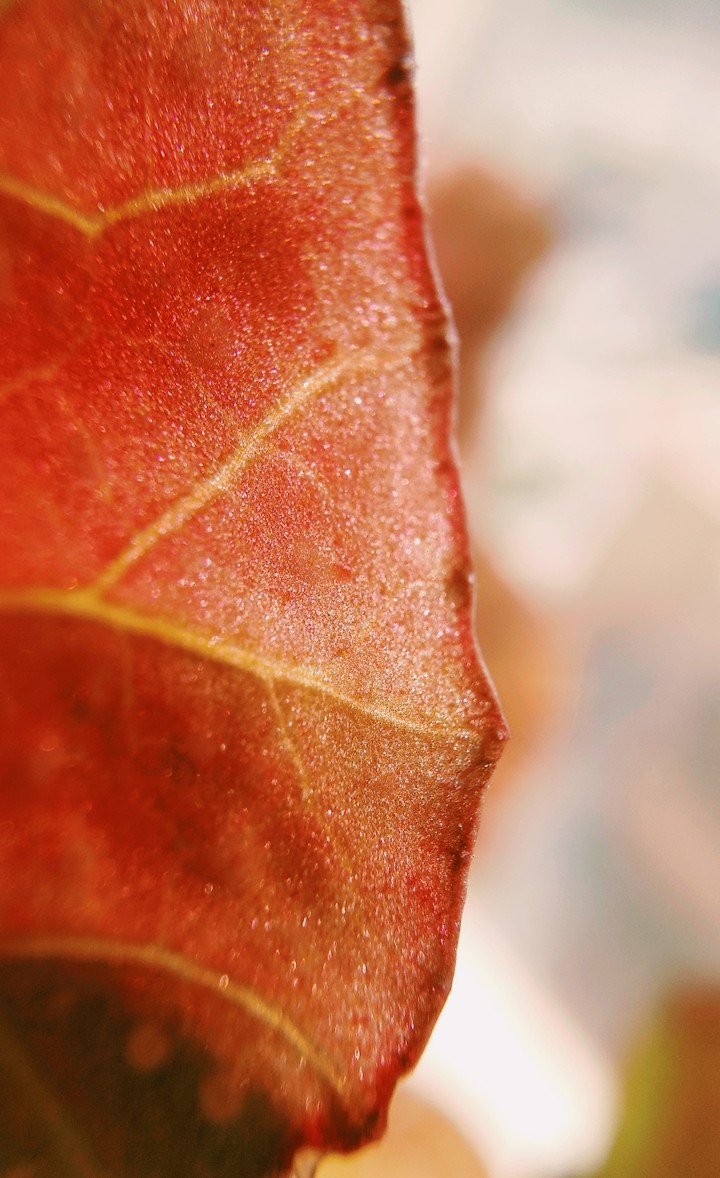 leaf