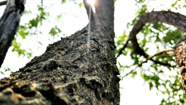 Tree of life