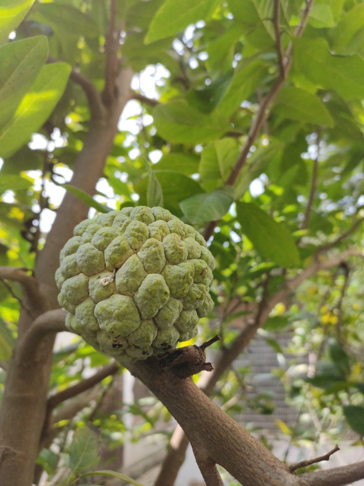 custard apple