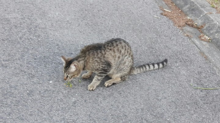 chat