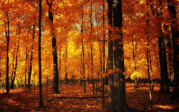 Autumn