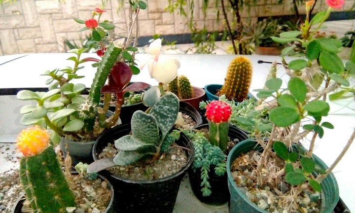 Colored cactus