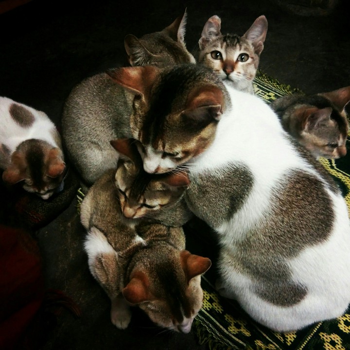 Cat
