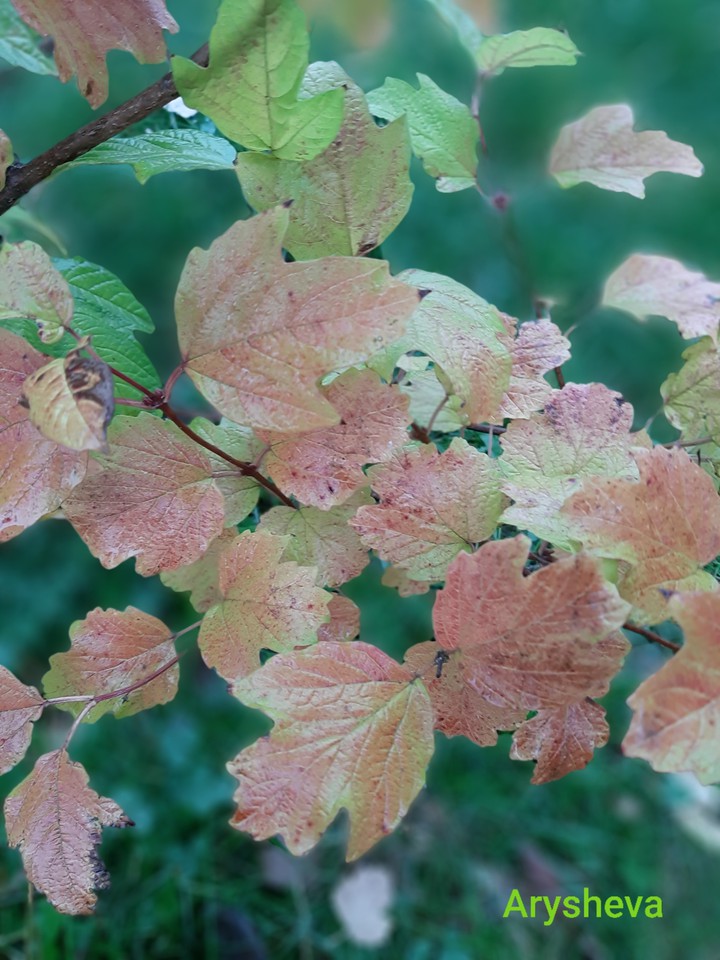 Autumn