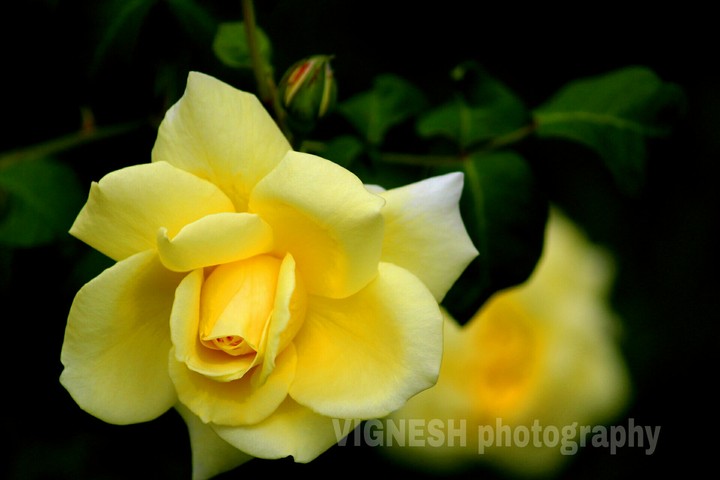 rose