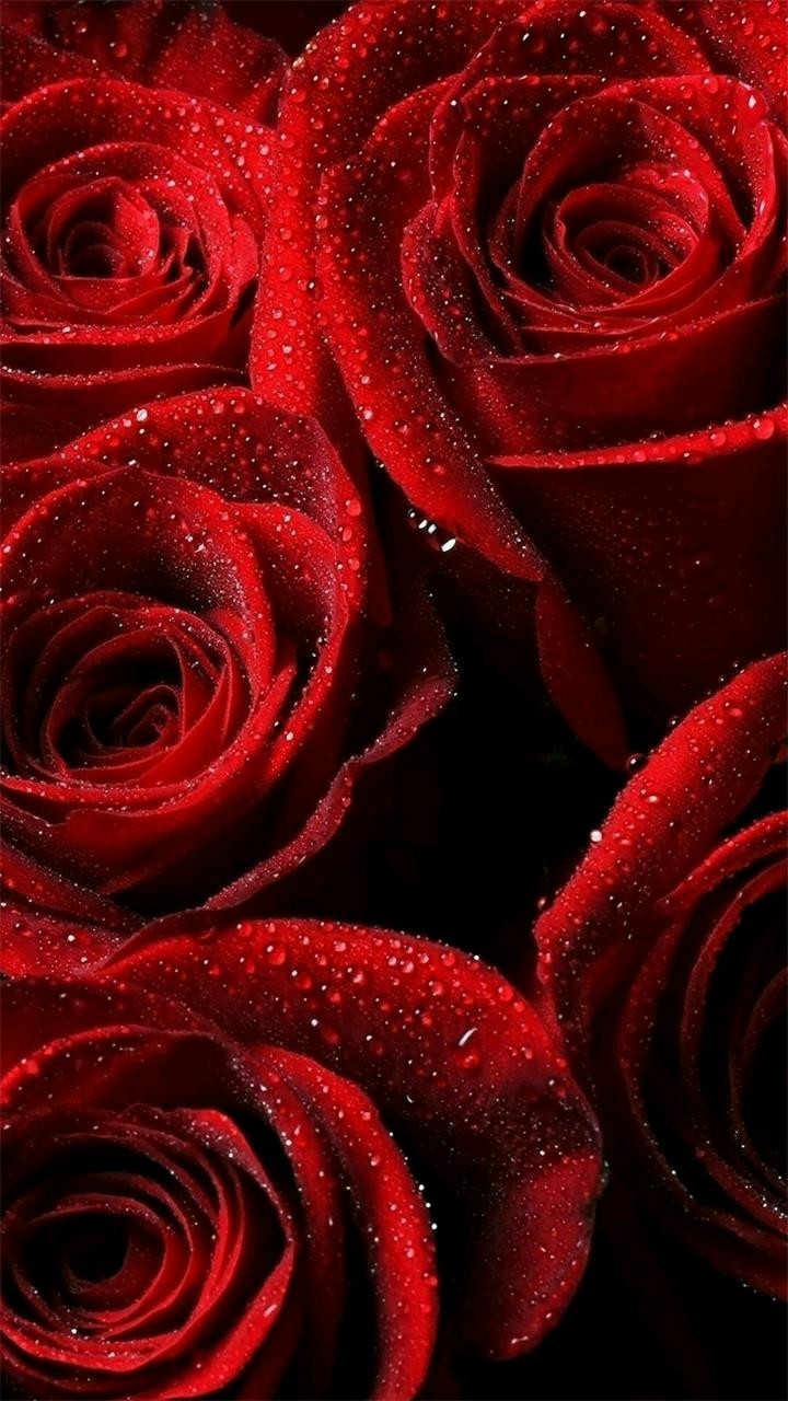 rose