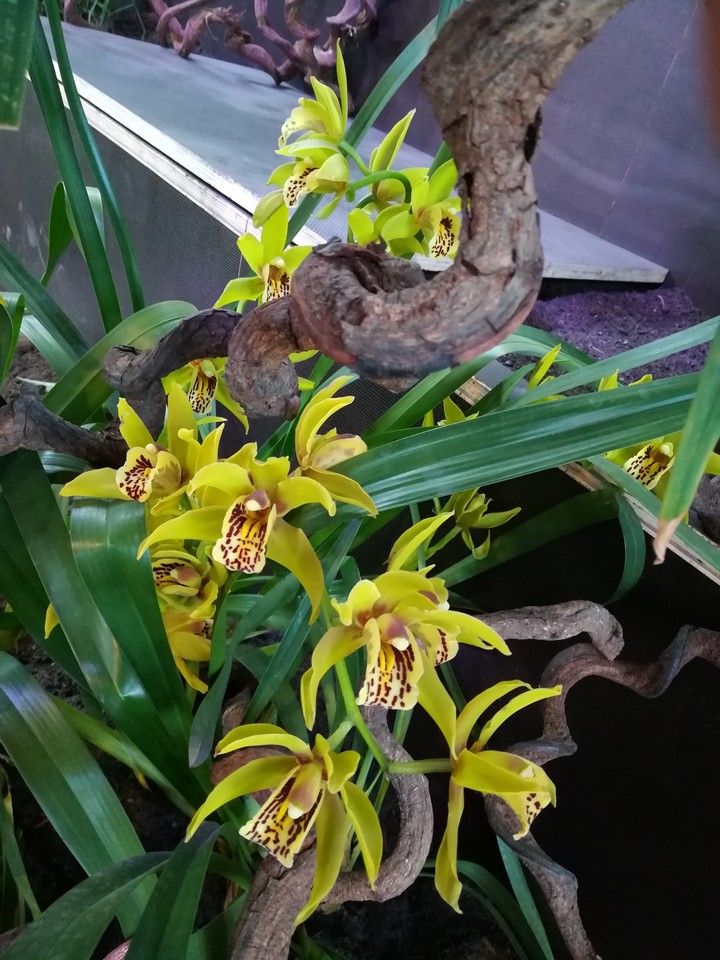 Yellow Orchid