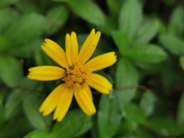 Yellow Flower