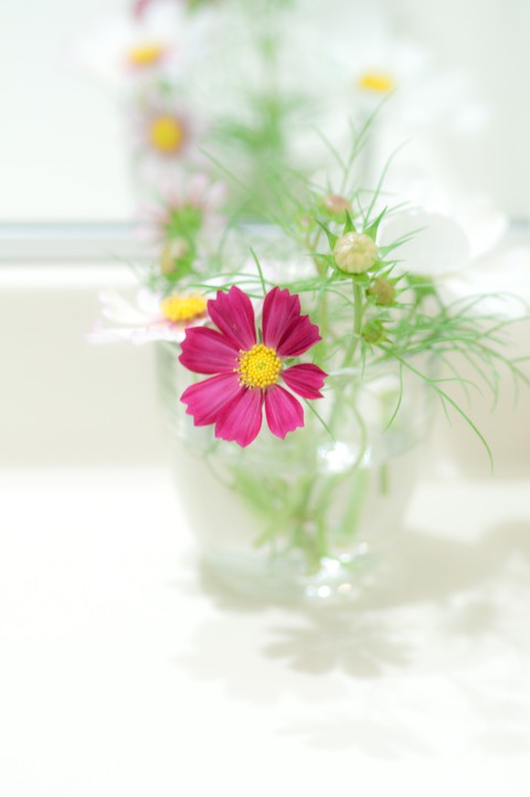 Life With Flower
