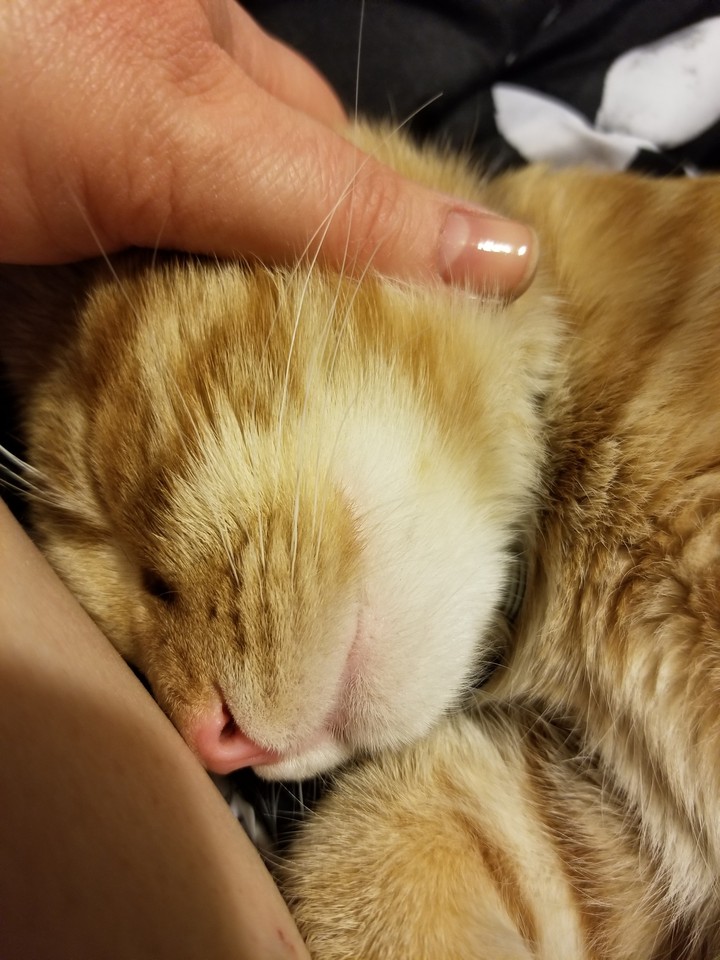 the love of an animal is precious!