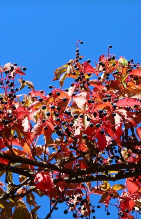 tapety plant, deciduous