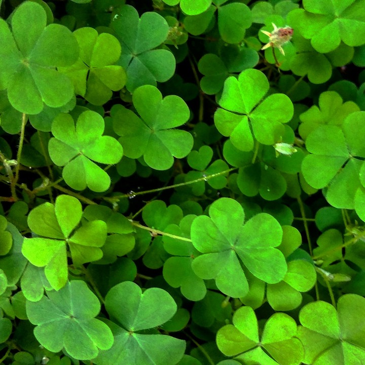 Green beneath my feet