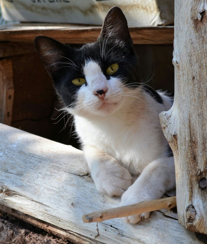 Cat