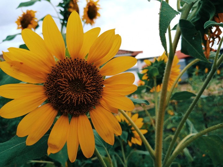 Sun Flower