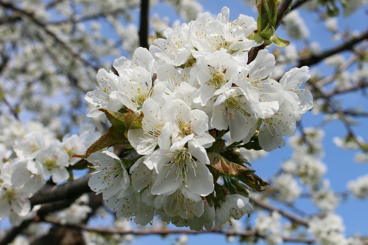 Frühling