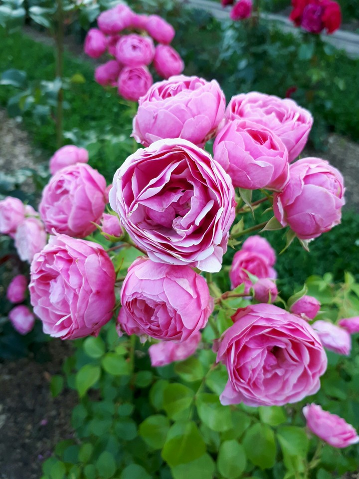 pomponella