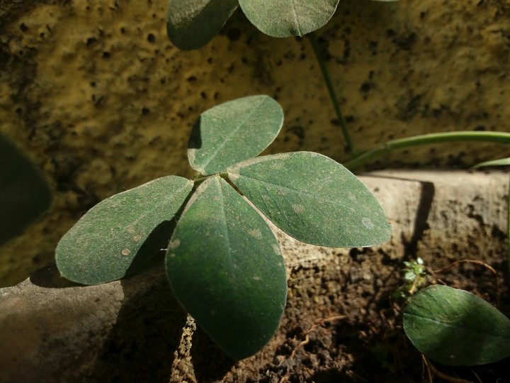 Leaf