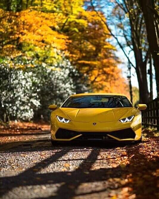 Lamborghini lover