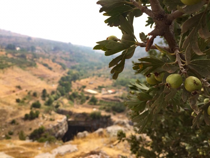 nature