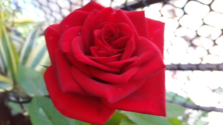 Red rose