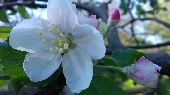 flowers of apple