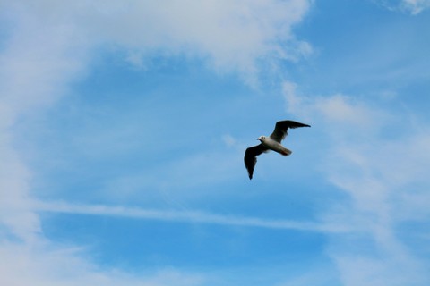 Sky